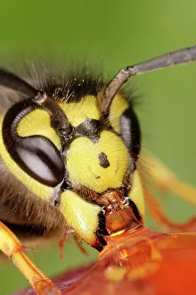 Peaches: Wasp - Close up of feeding