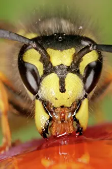 Peaches: Wasp - Close up of feeding