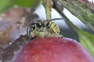 Larval: Wasp Feeding on a Caterpillar