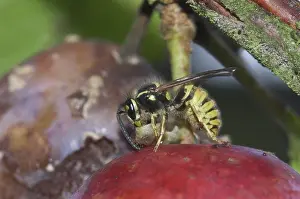 Larval: Wasp Feeding on a Caterpillar