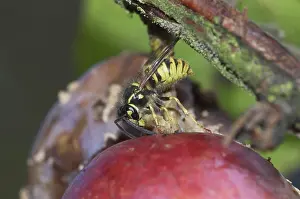 Larval: Wasp Feeding on a Caterpillar