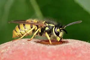 Peaches: WASP - feeding on peach
