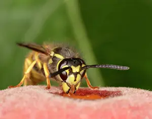 Peaches: Wasp - Feeding on peach
