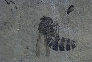 Carbon: Wasp Fossil