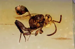 Magnifica: Wasp Fossil - in amber