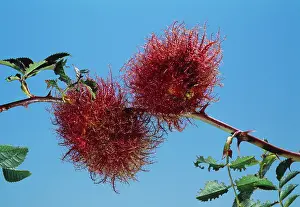 Gall: Wasp Gall - on Rose Robins pincushion