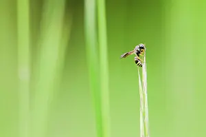 Franche: Wasp on grass, Bourgogne - France