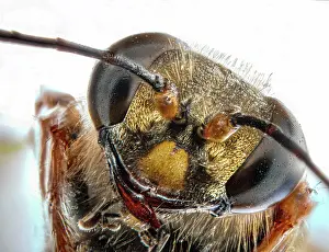 Apocrita: Wasp head, macro close up, light background, Germany