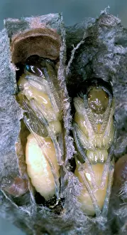 Aculeata: Wasp larvae in their cells