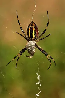 Bruennichi: Wasp-like Spider - with prey