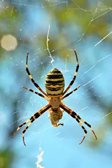 Bruennichi: Wasp-like Spider - with prey