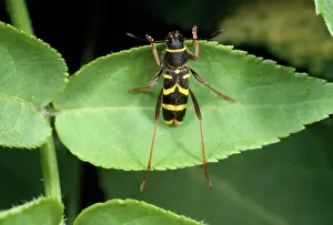 Clytus: Wasp Mimic Beetle