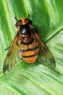 Stripes: Wasp mimic Hoverfly