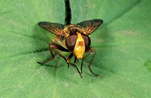 Ailsa Hopkin: Wasp mimic Hoverfly