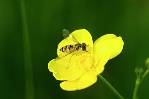 Hoverflies: Wasp mimic hoverfly - Hoverflies are harmless and