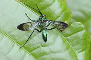 Arctiidae: Wasp Moth