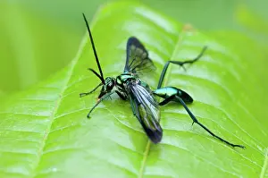 Arctiidae: Wasp Moth