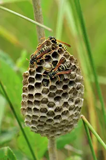 Polistes: Wasp nest