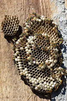 Larva: WASP NEST