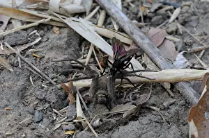 Indochina: Wasp with Prey