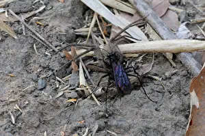 Indochina: Wasp with Prey