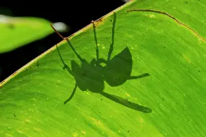 Hexapoda: Wasp shadow