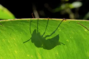 Hexapoda: Wasp shadow