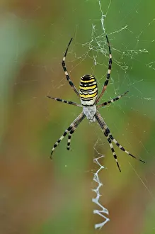 Webs: Wasp Sider in the middle of its giant web