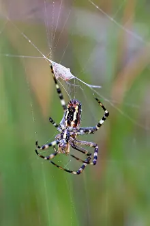Webs: Wasp Spider