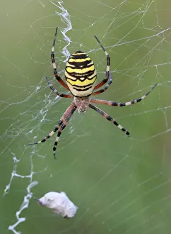 Argiope: Wasp Spider