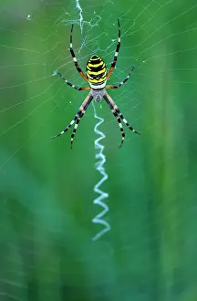 Argiope: Wasp spider - Arana Tigre (Argiope bruennichi)