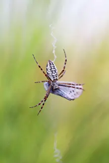 Weaver: Wasp spider (Argiope bruennichi), in web with silver-studded