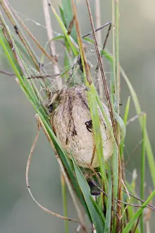 Larva: Wasp spider (Argiope bruennichi), egg cocoon, North
