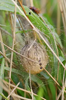 Larva: Wasp spider (Argiope bruennichi), egg cocoon, North