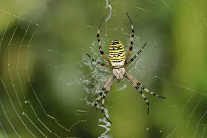 Stripe: Wasp spider (Argiope bruennichi)