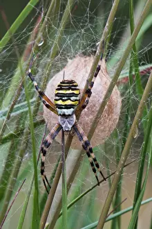 Argiope: Wasp spider (Argiope bruennichi), at the cocoon