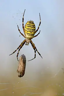 Weaver: Wasp spider (Argiope bruennichi), female with prey
