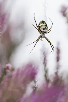 Waiting: Wasp Spider (Argiope bruennichi) female waiting