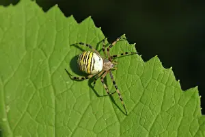 Argiope: Wasp spider (Argiope bruennichi), on a leaf, North
