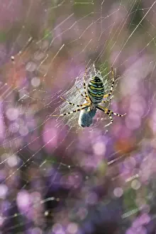 Argiope: Wasp spider (Argiope bruennichi) with prey in web