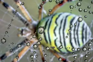 Argiope: Wasp spider (Argiope bruennichi) reflected inside