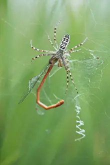 Argiope: Wasp spider (Argiope bruennichi) with small red