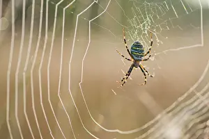 Argiope: Wasp Spider (Argiope bruennichi), in spider web