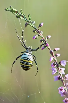 Argiope: Wasp spider (Argiope bruennichi) in web, Emsland
