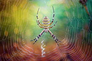 Hanging: Wasp spider (Argiope bruennichi) on its web, vie