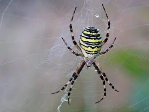 Argiope: Wasp spider (Argiope bruennichi) or zebra spider