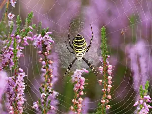 Argiope: Wasp spider (Argiope bruennichi) or zebra spider