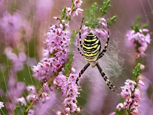 Argiope: Wasp spider (Argiope bruennichi) or zebra spider