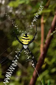 Argiope: Wasp spider (Argiope coquereli) on his web, Andasibe