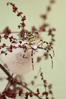 Spiders: Wasp Spider - by cocoon